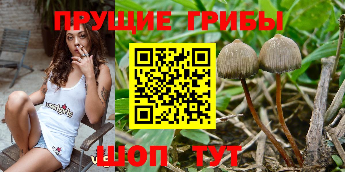 Керчь  Псилоцибиновые грибы Cubensis  Вход с VPN  Псилоцибиновые грибы мицелий 